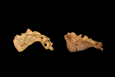 Photo of two sacrum